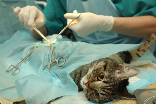 1 million results for ‘incompetent vets’